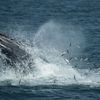 Awesome Photo Of Humpback Whale Feeding Just Outside NYC Waters